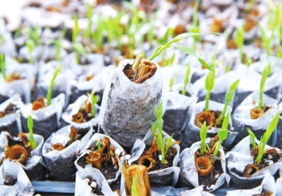 【頭條摘要】菌草要綠河兩岸 河南打造菌草千里生態屏障