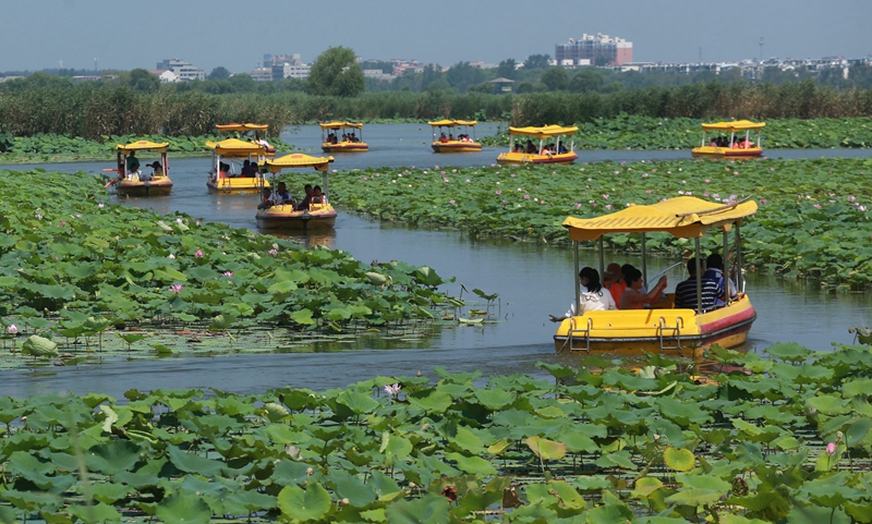 【河南供稿】河南淮陽：“北方水城”邀客賞荷避暑