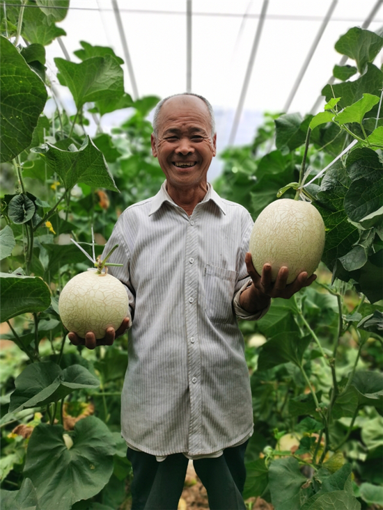 （有修改）【B】平頂山市郟縣李口鎮：“山兒西”蜜瓜“釀”出甜日子