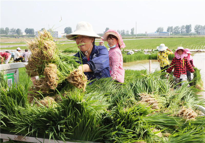 （有修改）【B】平頂山市寶豐縣： 水稻種植促增收 魚米之鄉入畫來