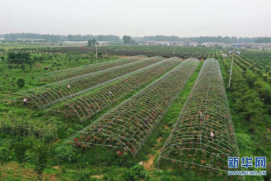 【焦點圖】河南寶豐：月季種植助力鄉村振興