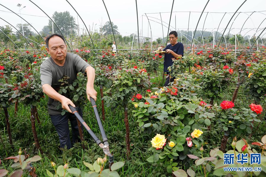 【焦點圖】河南寶豐：月季種植助力鄉村振興