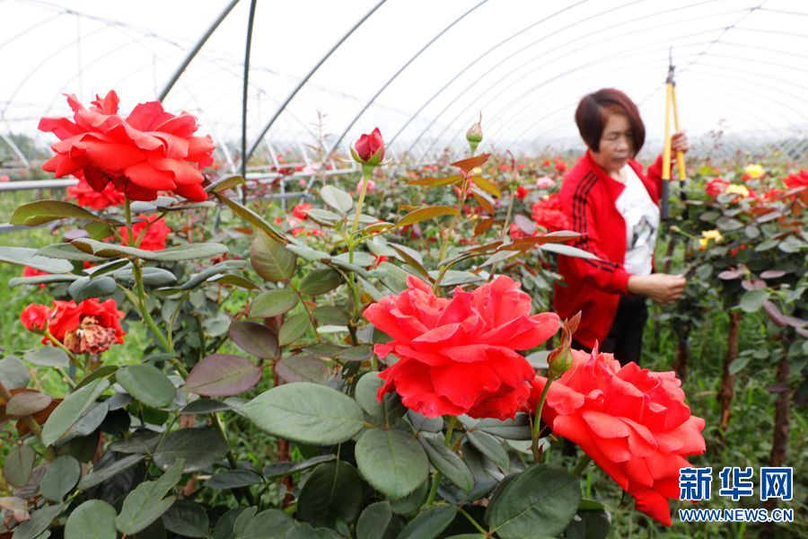 【焦點圖】河南寶豐：月季種植助力鄉村振興