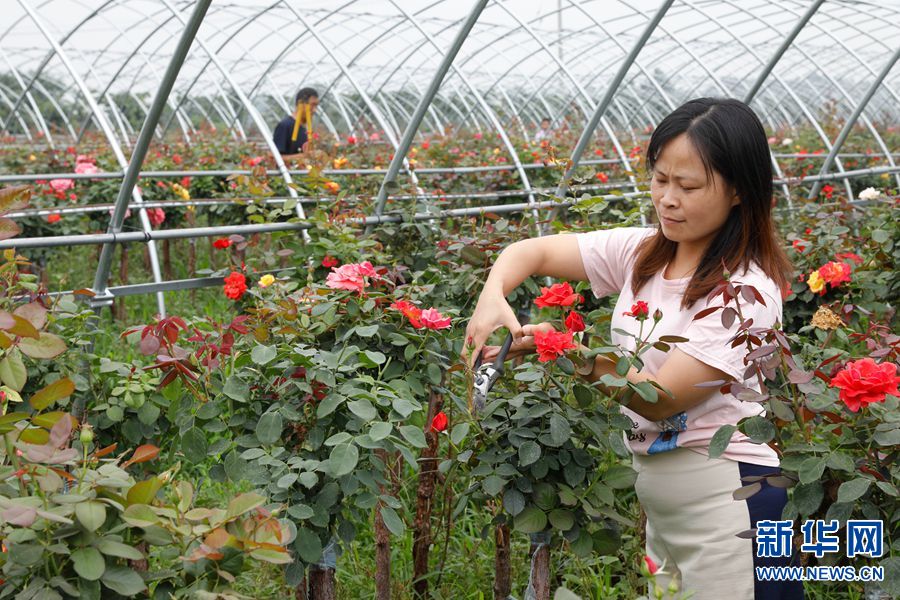 【焦點圖】河南寶豐：月季種植助力鄉村振興