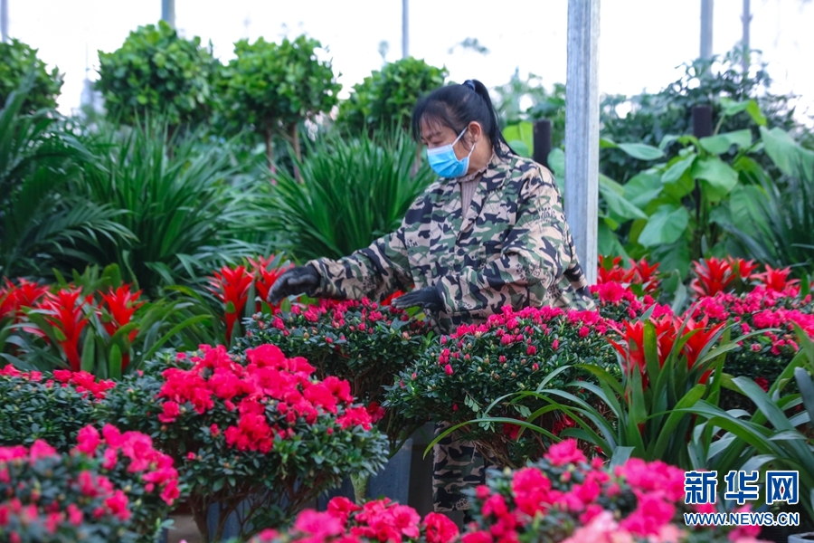 河南信陽：鮮花成“時尚年貨”