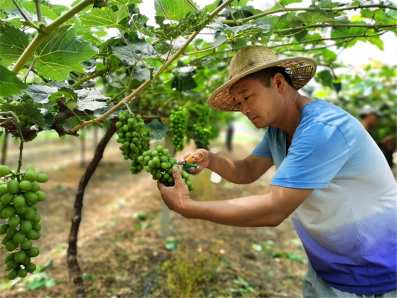 【B】平頂山市郟縣：生態循環農業串起增收“黃金鏈”