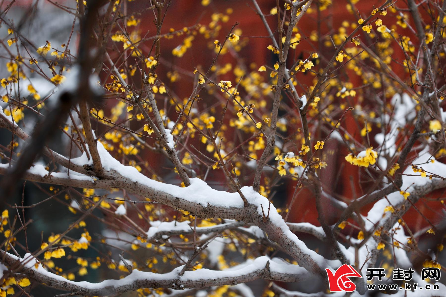 河南開封：傲雪梅花報新春