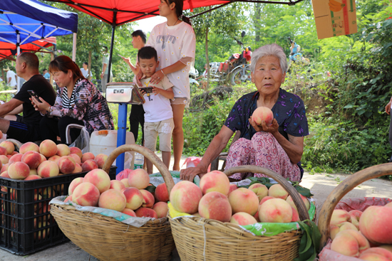 【B】平頂山市魯山縣：萬畝桃園裏開起愛心助農直播會