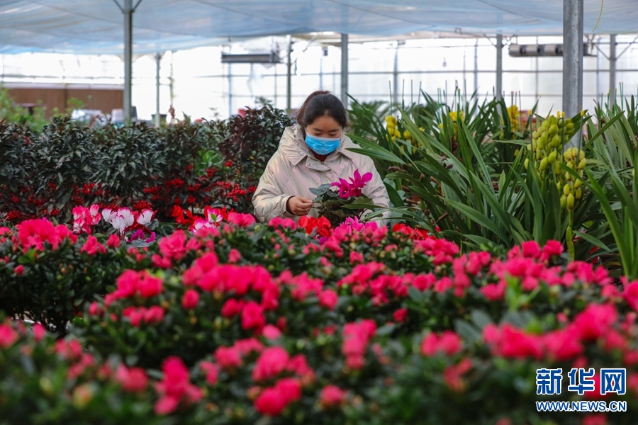 河南信陽：鮮花成“時尚年貨”