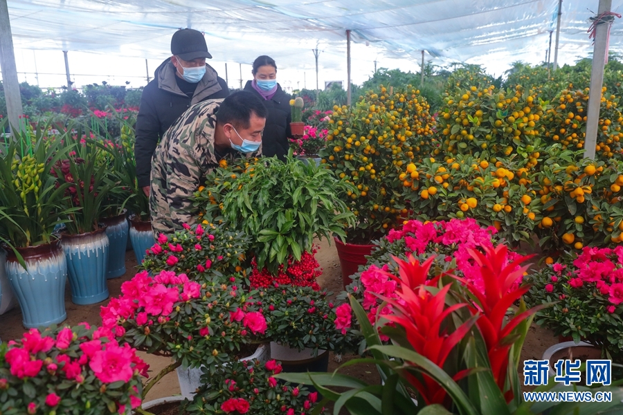 河南信陽：鮮花成“時尚年貨”