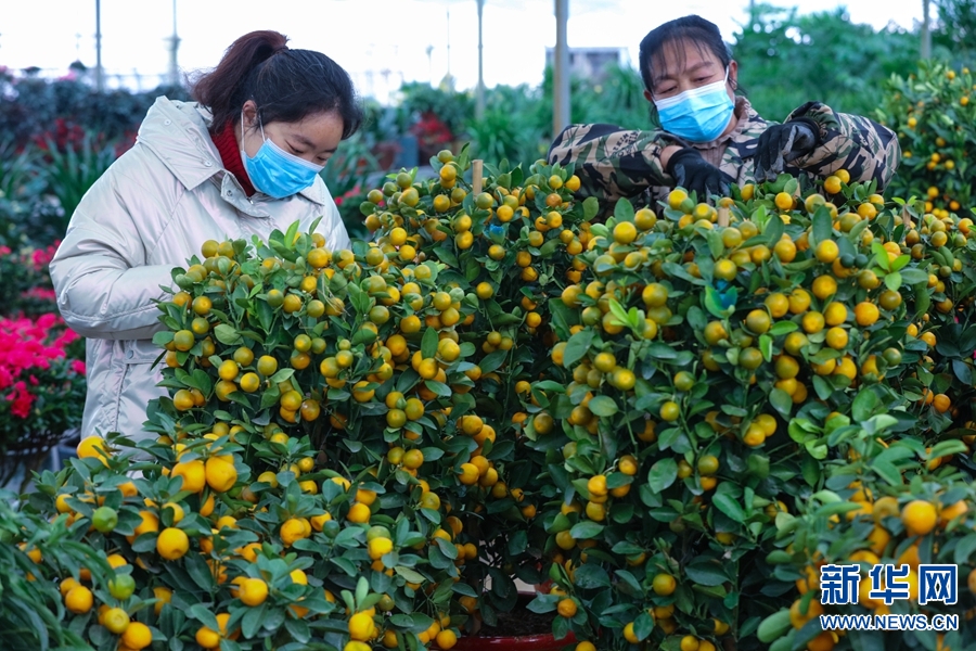 河南信陽：鮮花成“時尚年貨”