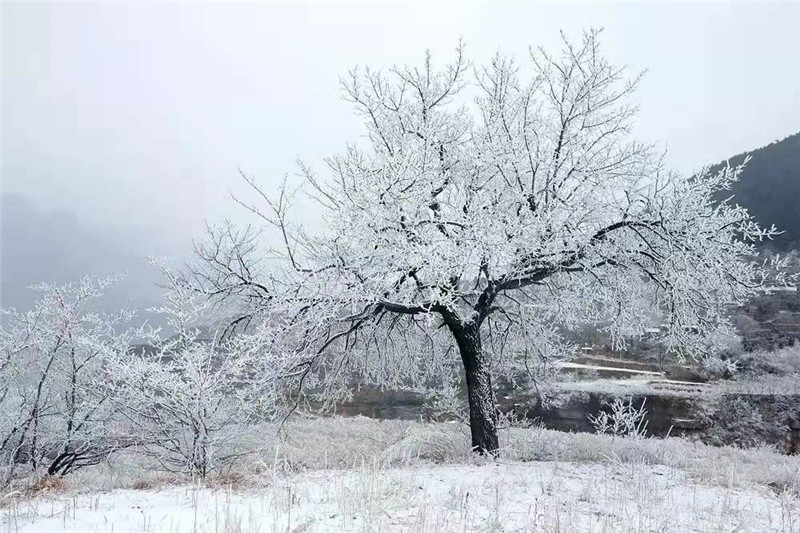 安陽林州：太行雪景美如畫_fororder_微信圖片_20220124150055