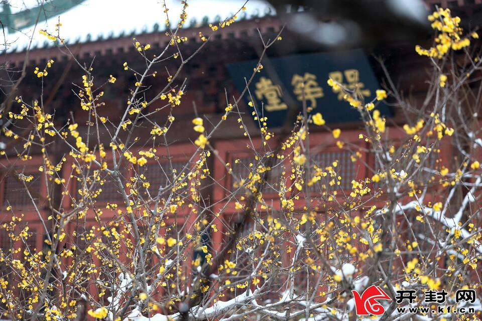 河南開封：傲雪梅花報新春