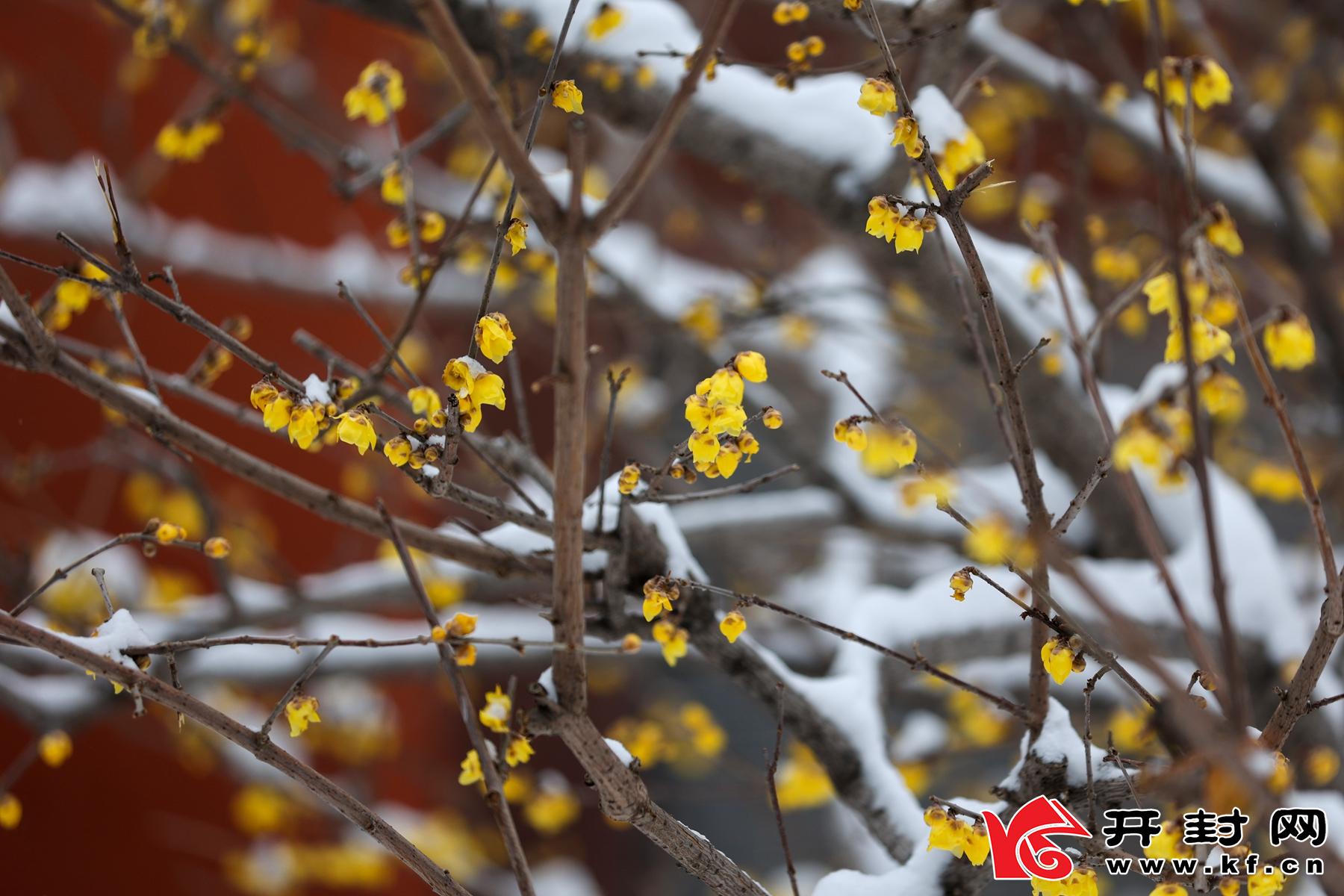 河南開封：傲雪梅花報新春