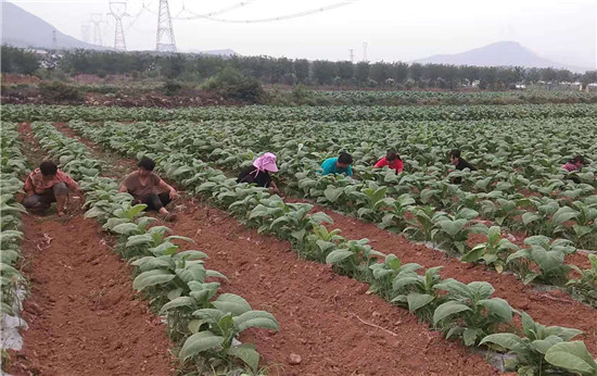 【B】河南省汝州市：小煙葉繪出脫貧大藍圖