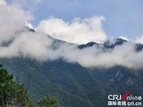 【河南原創】2019“老家河南媒體·南召采風行”走進南召縣寶天曼景區 體驗“吸氧”之旅