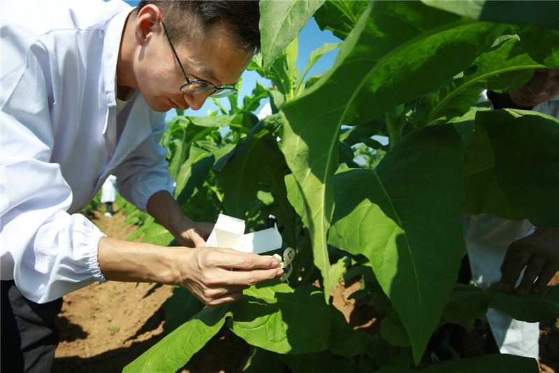 【已審】河南省靈寶市朱陽鎮踐行綠色發展理念 助推農業提質增效