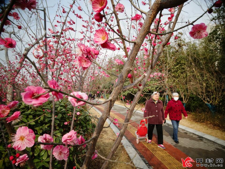 河南開封：詩情畫意春意濃