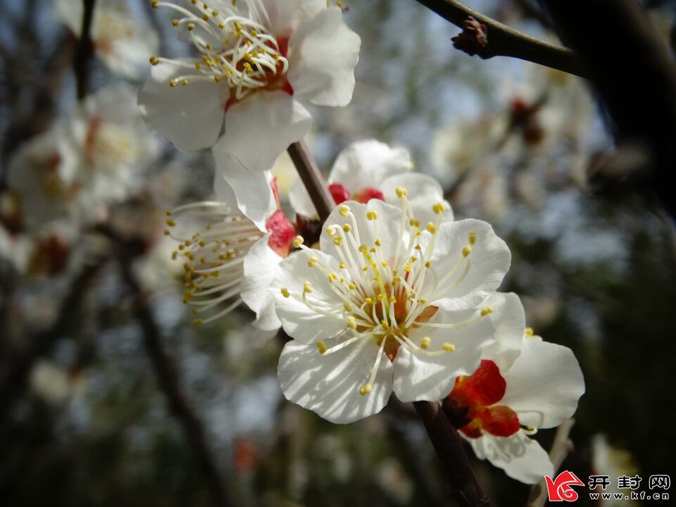 河南開封：又是一年賞花季