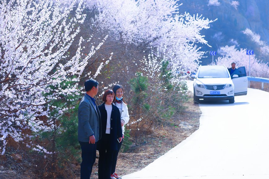 三門峽陜州：山桃花開粧點十里山谷