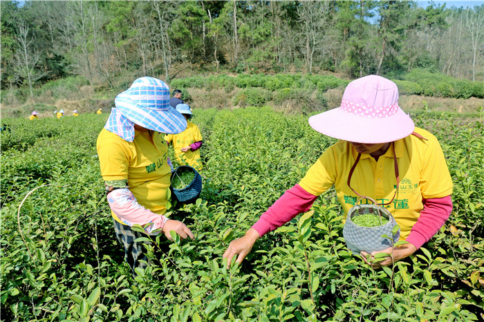 舌尖上的春天 信陽光山春茶迎來開採好時節_fororder_微信圖片_20220314154304