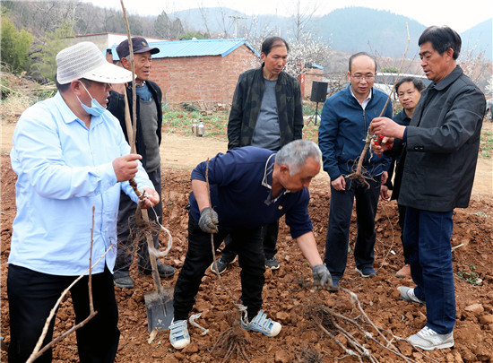 南陽市內鄉縣：7000余株致富櫻桃苗種出京宛情_fororder_農技專家教村民種櫻桃樹苗 攝影 朱昱衡.JPG