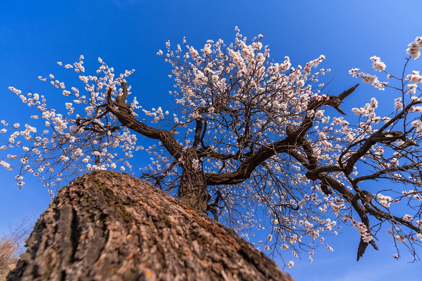 河南靈寶：百年古杏林 花開遍山野