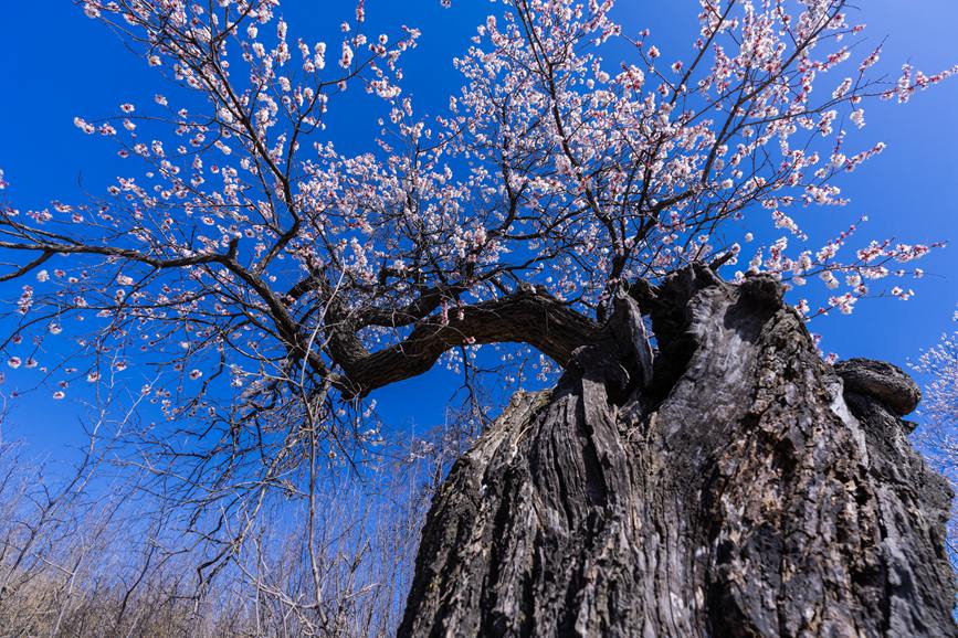 河南靈寶：百年古杏林 花開遍山野