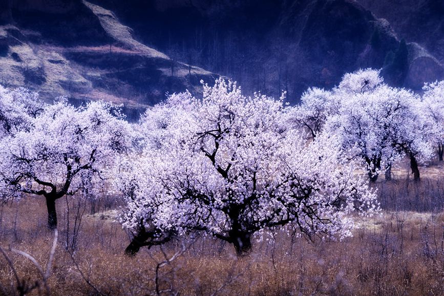 河南靈寶：百年古杏林 花開遍山野