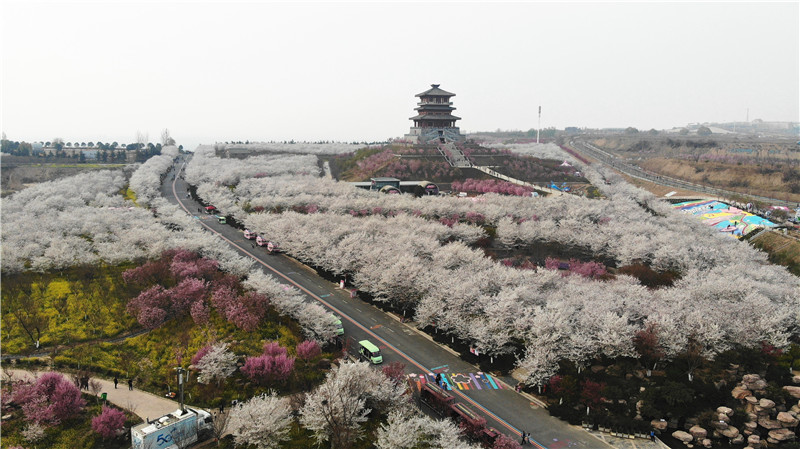 河南鄭州：12萬株櫻花綻放粉染黃河岸_fororder_DJI_0924_副本_副本