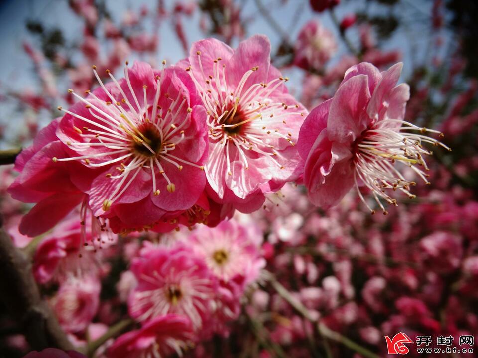 河南開封：又是一年賞花季