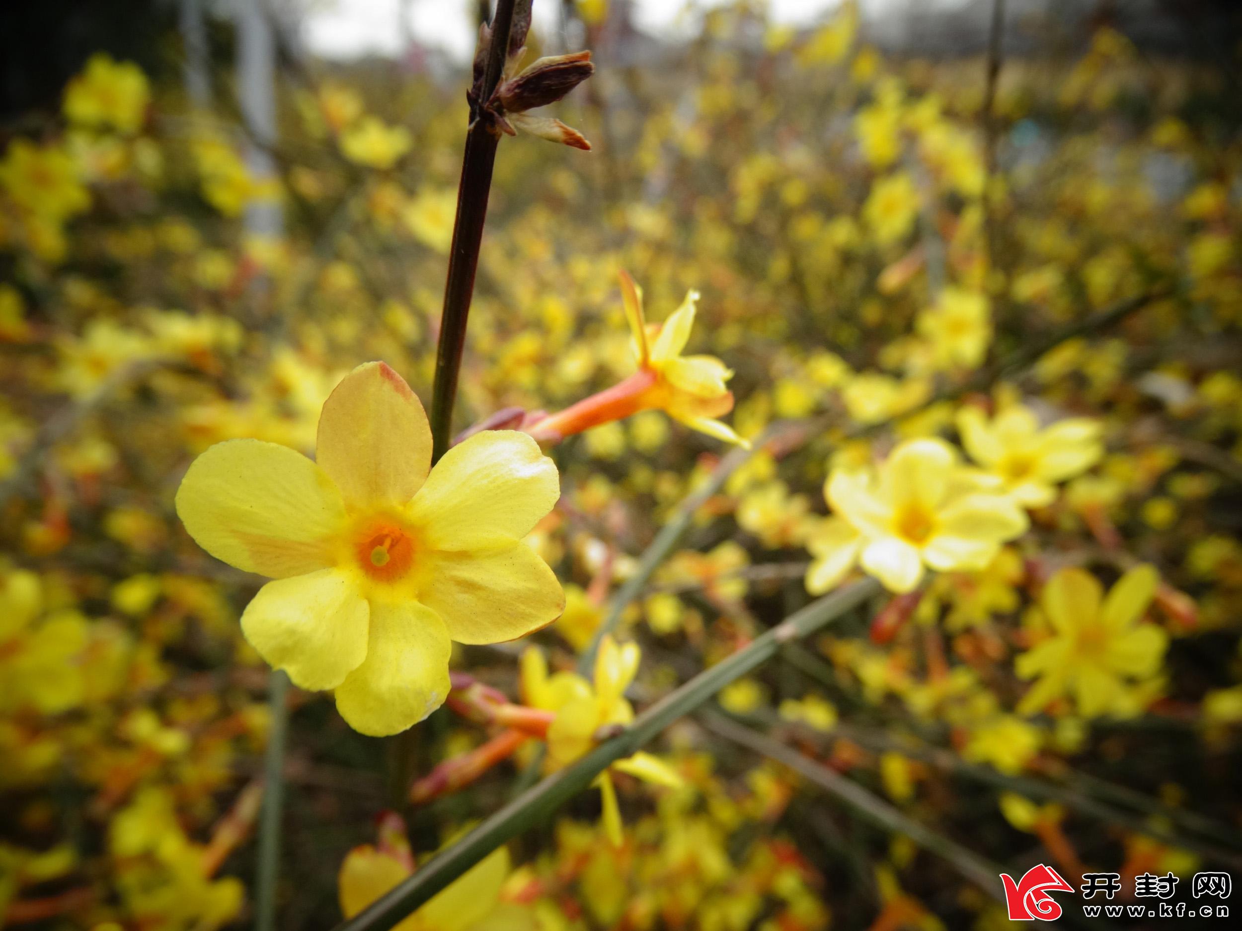 河南開封：又是一年賞花季