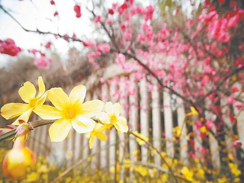 河南開封：春暖花開日 賞花正當時