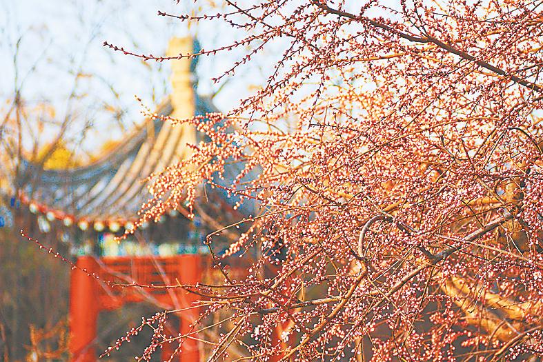 河南開封：春暖花開日 賞花正當時