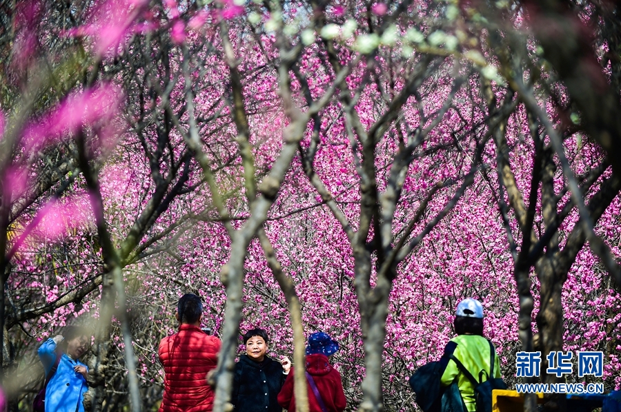 洛陽：春日遊園賞花正當時