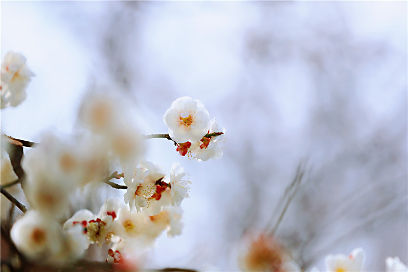 【與春天撞個滿懷 打卡最美春景】不負韶華 古城開封春意濃_fororder_caac143e1432a1b236e904f9d488094