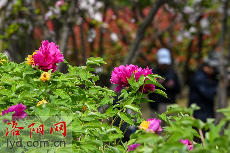 隋唐城遺址植物園：國色初綻露芳容