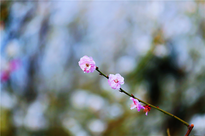 【與春天撞個滿懷 打卡最美春景】不負韶華 古城開封春意濃_fororder_0273366b1e767b1c28cbb6ea3641fc5