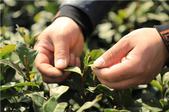 信陽市浉河區：春茶生産準備就緒_fororder_隨著溫度回暖，信陽毛尖春茶嫩芽將出。.JPG