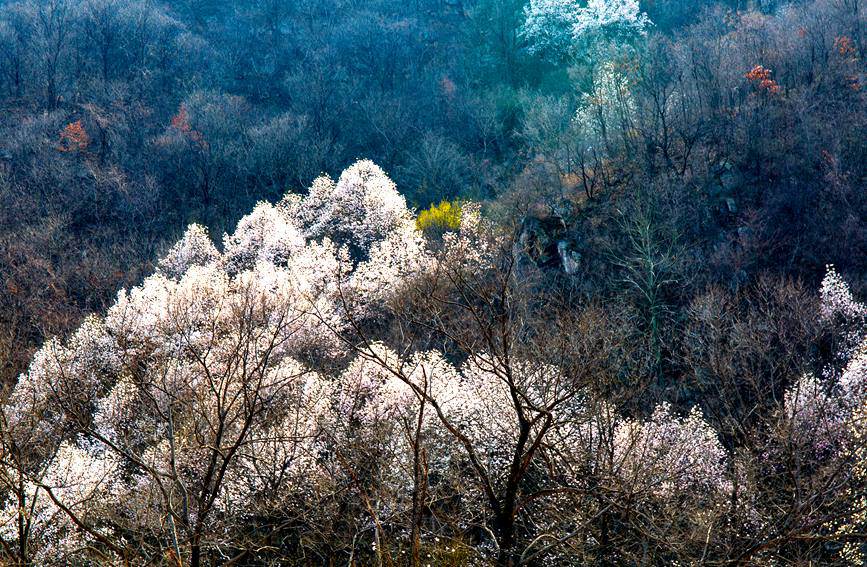 平頂山魯山：辛夷花開遊人醉