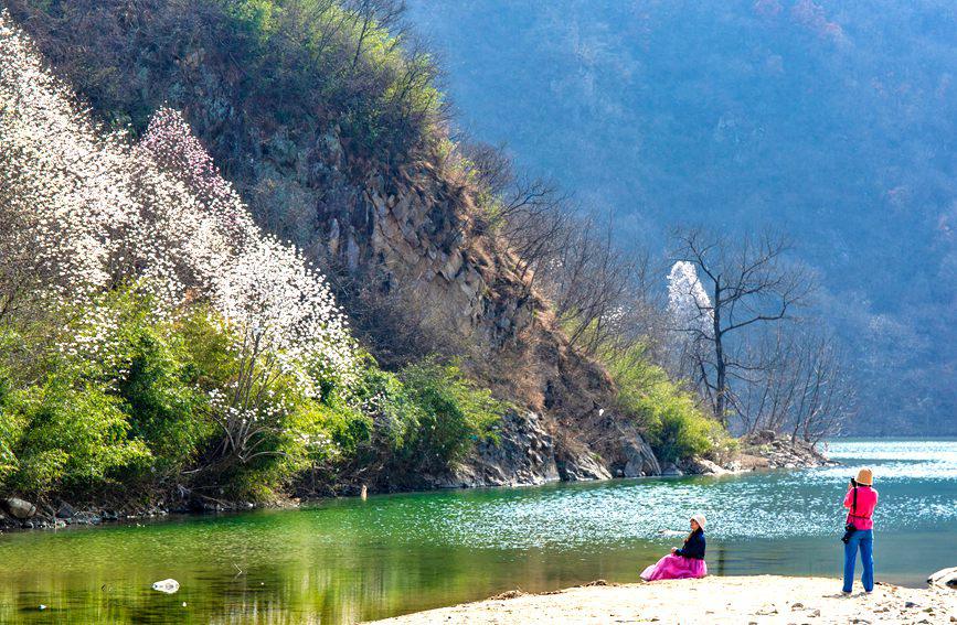 平頂山魯山：辛夷花開遊人醉