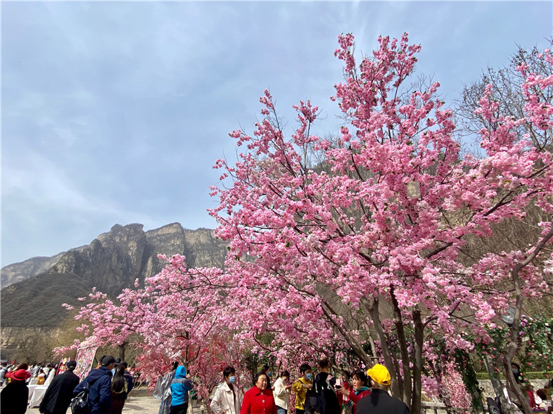 【客戶端轉發】雲臺山春色美