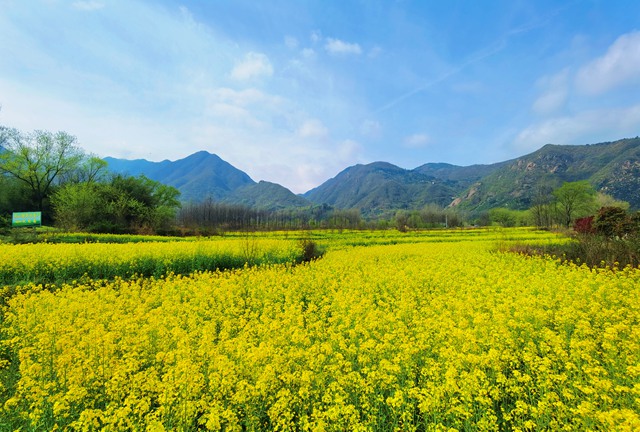 信陽：鄉村振興先行區的“羅山實踐”