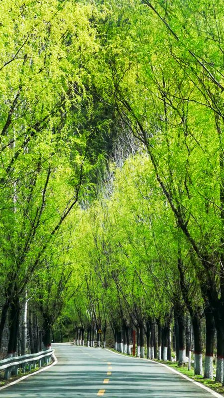 平頂山魯山：春之所至 步步皆景