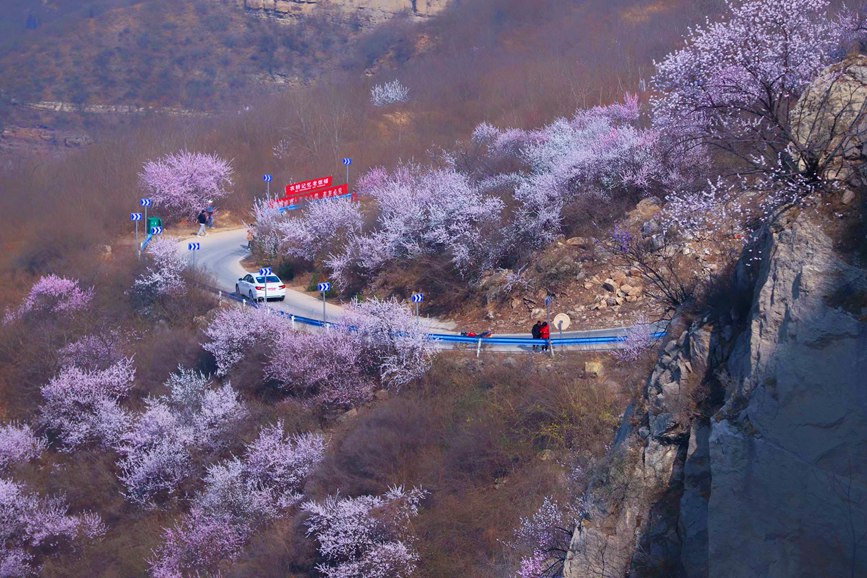 三門峽陜州：山桃花開粧點十里山谷