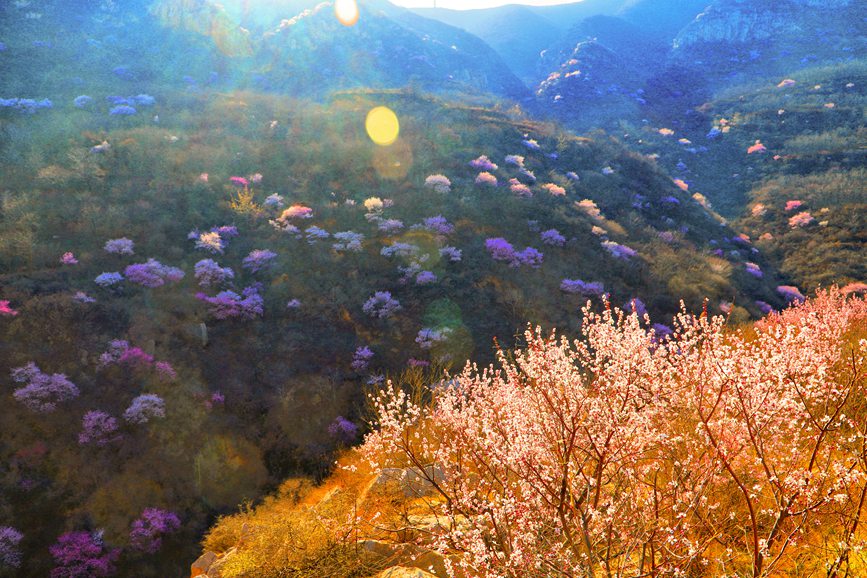 三門峽陜州：山桃花開粧點十里山谷