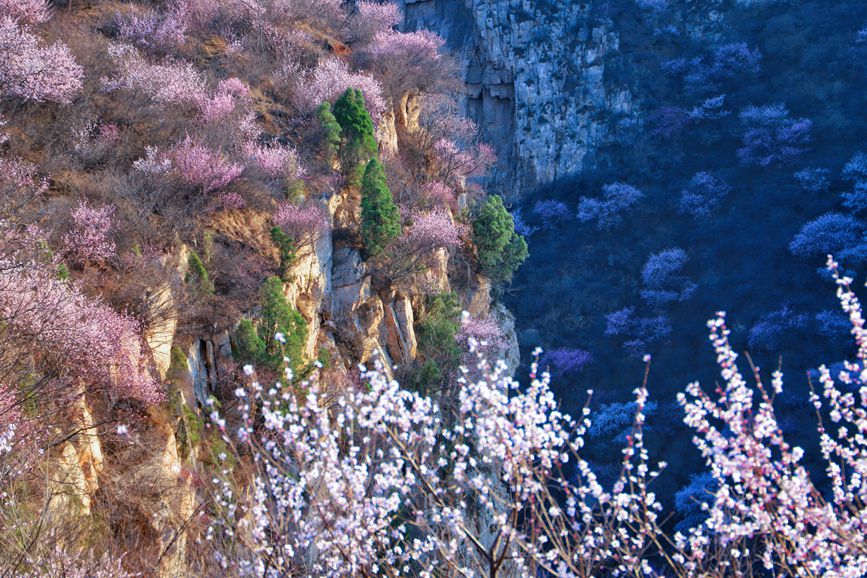 三門峽陜州：山桃花開粧點十里山谷