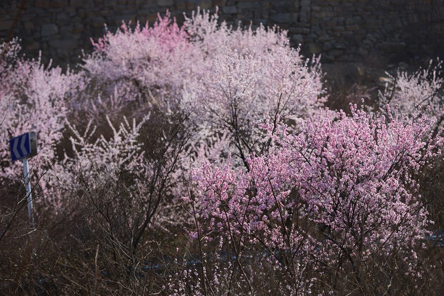 三門峽陜州：山桃花開粧點十里山谷