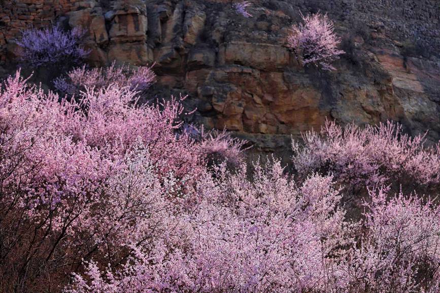 三門峽陜州：山桃花開粧點十里山谷