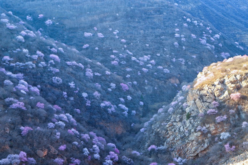 三門峽陜州：山桃花開粧點十里山谷